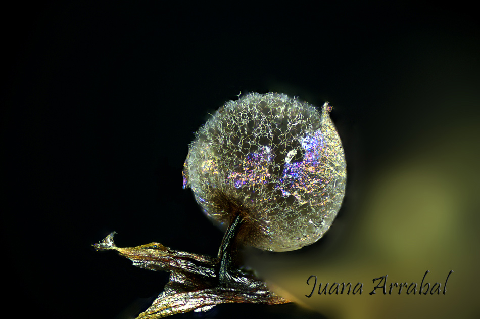 Lamproderma pulveratum. Mar.Mey. & Poulain